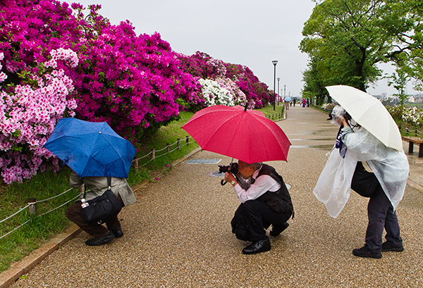 第6期 入選「楽しい仲間たち」