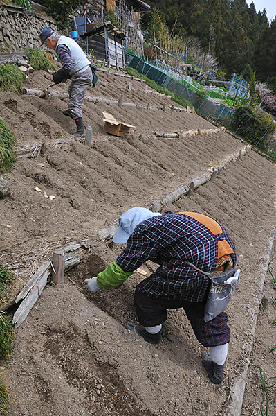 第2期 準グランプリ「作付け」