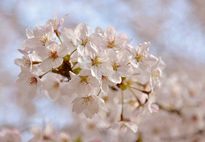 第4期 グランプリ「うれしい春」ｎｙａｏｋｏ０２２２ 様（兵庫県西宮市）