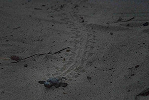 第5期 準グランプリ「誕生の時」