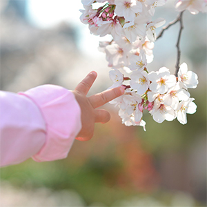 第5期 グランプリ「お花見デビュー」ｎｙａｏｋｏ０２２２&nbsp;様（兵庫県西宮市）