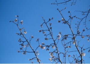 第4期 グランプリ「サクラサク」ｎｙａｏｋｏ０２２２&nbsp;様（兵庫県西宮市）