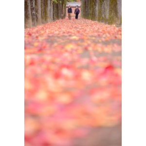 第5期 グランプリ「いつもいつまでも」藤元&nbsp;麻未&nbsp;様（岡山県岡山市）