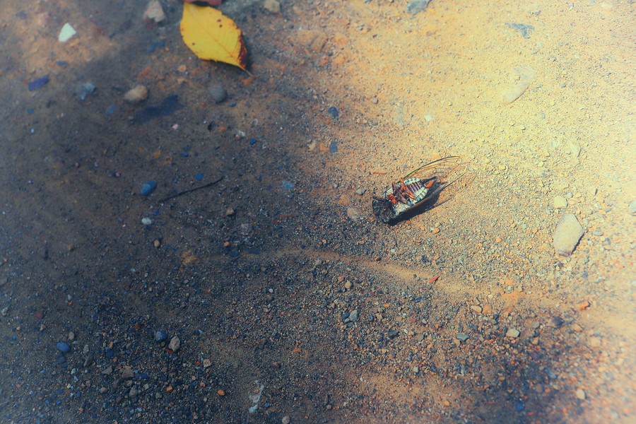 グランプリ作品