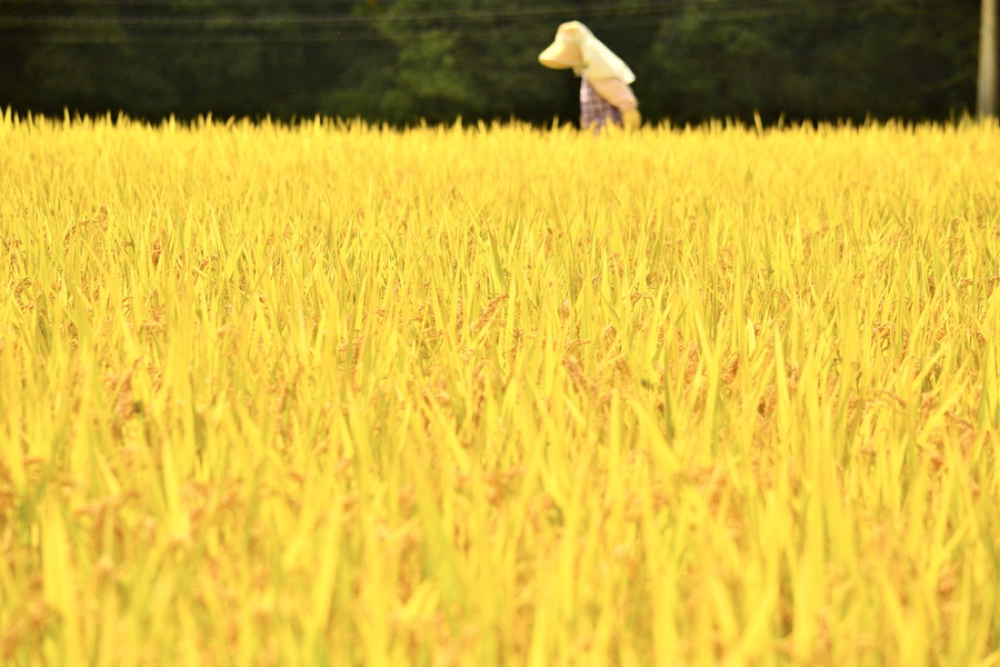 準グランプリ作品