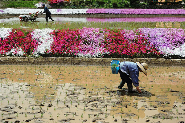 第5期 入選「花咲くころ」