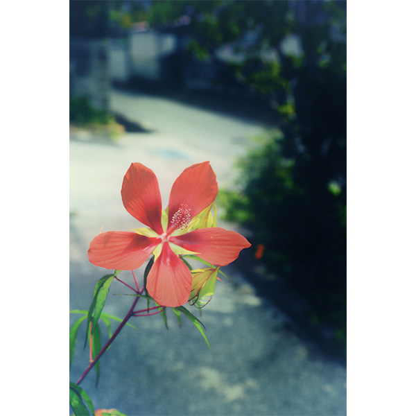 第2期 グランプリ「遠き夏の雲」写真部員&nbsp;様（高知県高知市）