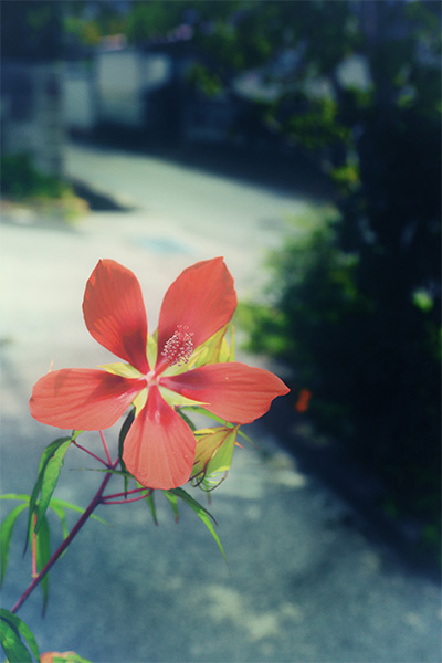 第2期 グランプリ「遠き夏の雲」